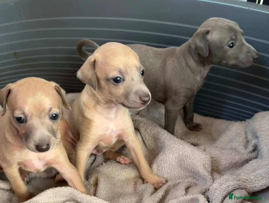 Italian Greyhound dogs for sale: Morgan’s KC registered Italian greyhounds  - Advert 1