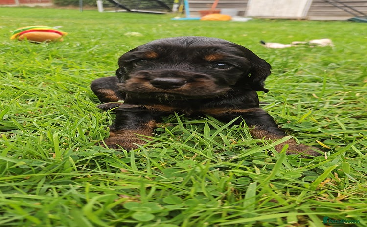 Cocker Spaniel dogs - Advert 17