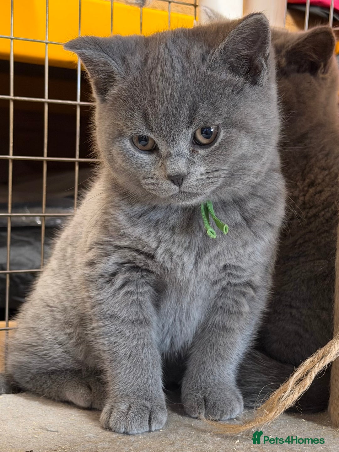British Shorthair cats for sale: Blue BSH kittens - Advert 2