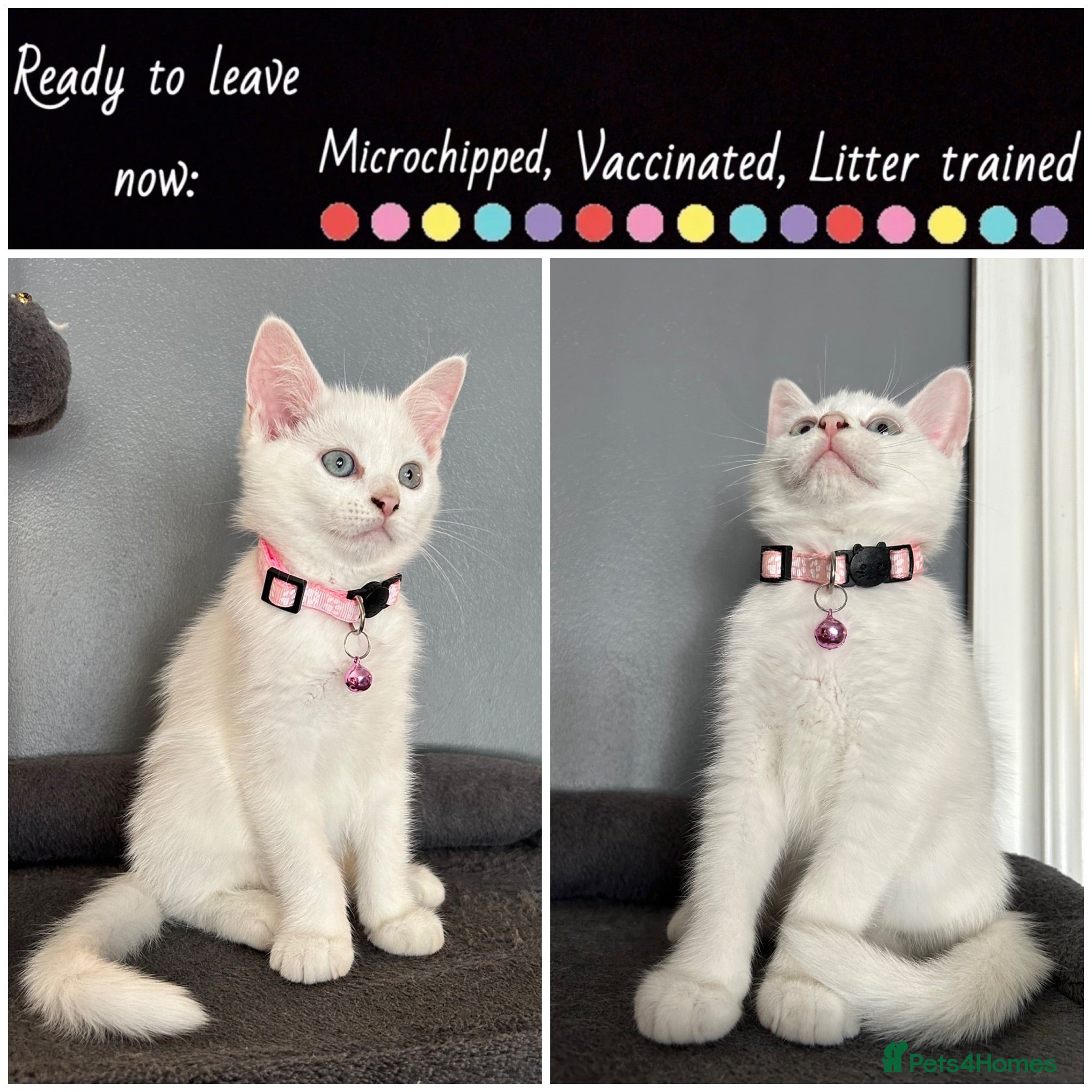 Norwegian Forest Cat cats Last girl left Norwegian forest kittens  - Advert 2