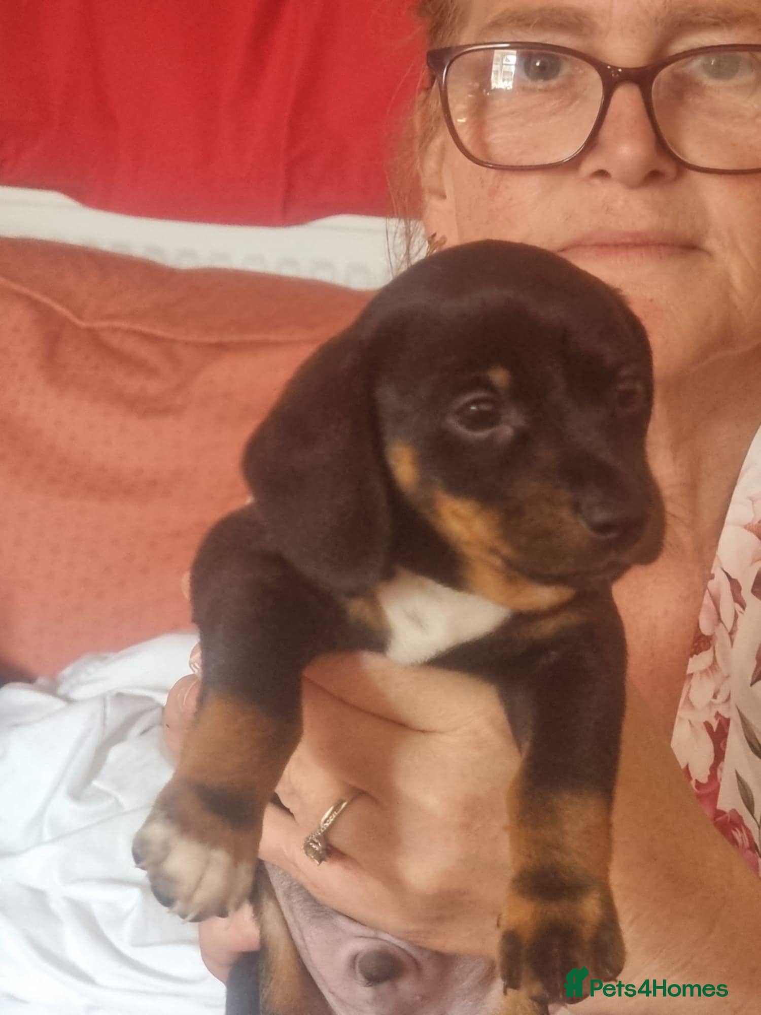 Mixed Breed cats Dachshund cross puppies - Advert 4