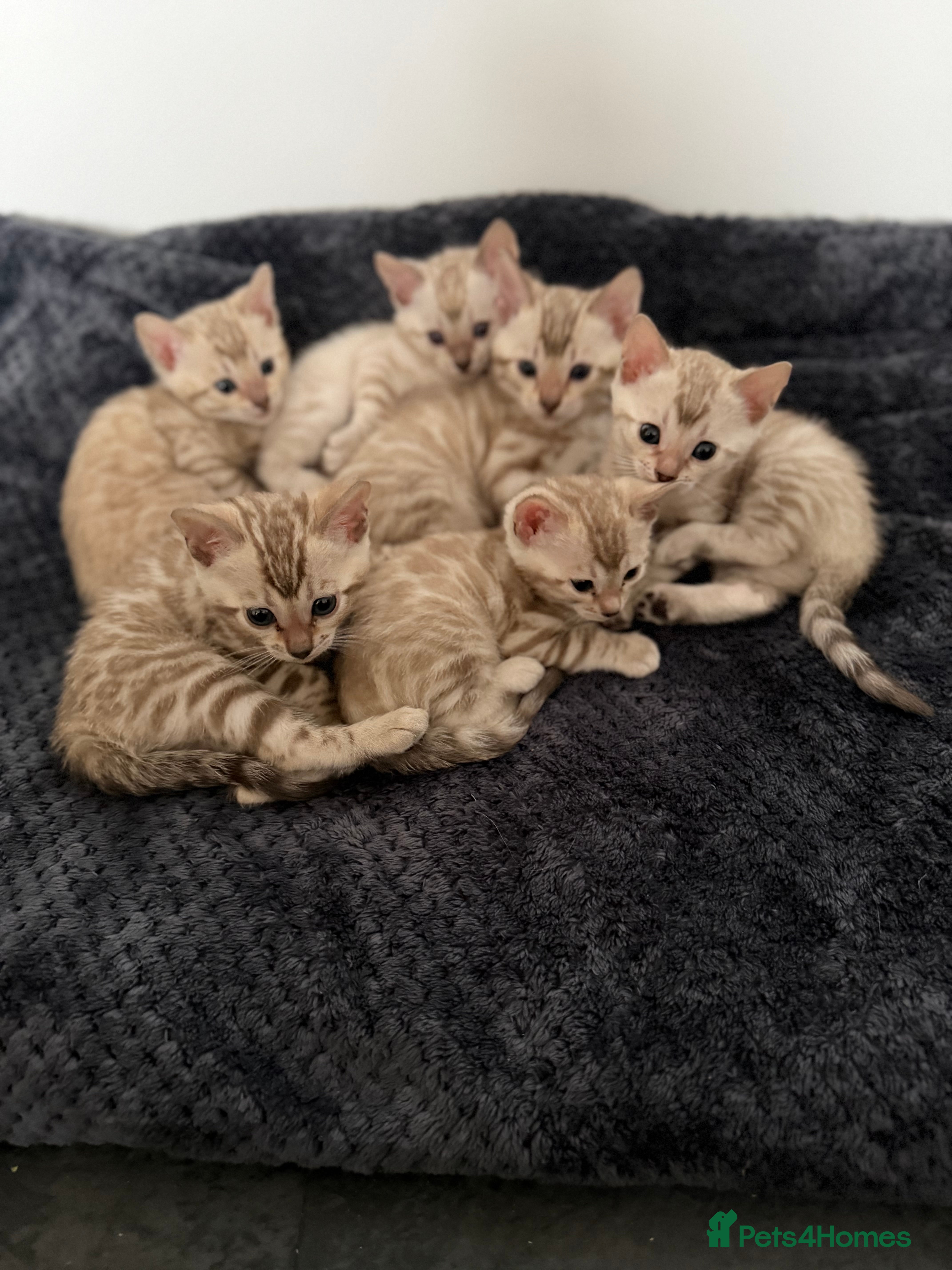 Bengal cats 🏆 Snow Lynx Bengal Kittens, TICA 5th Gen Pedigree - Advert 1