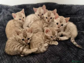 Bengal cats 🏆 Snow Lynx Bengal Kittens, TICA 5th Gen Pedigree - Advert 1