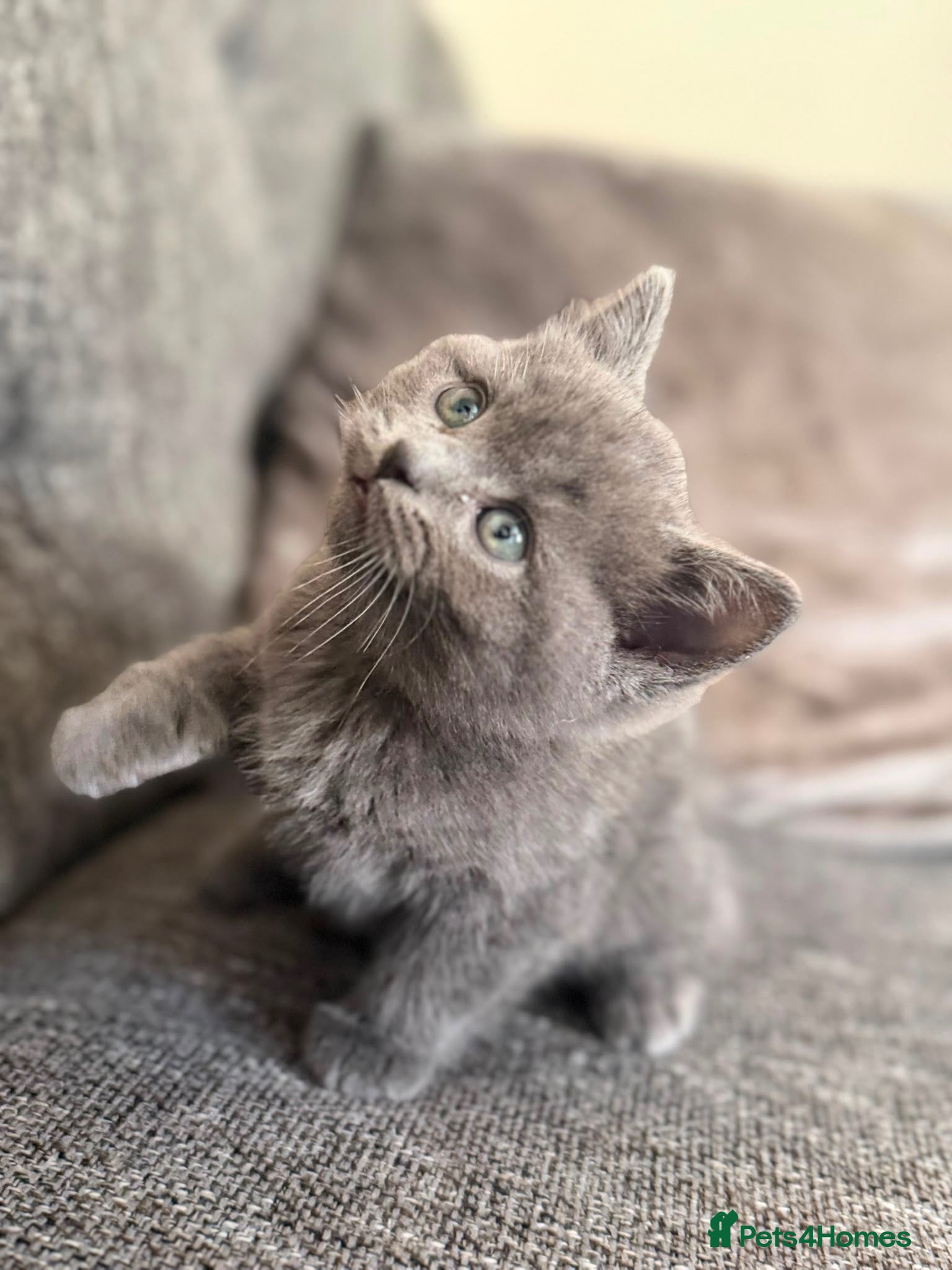 British Shorthair cats Stunning blue BSH X kittens! Two boys! - Advert 9