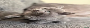 British Shorthair light blue boy