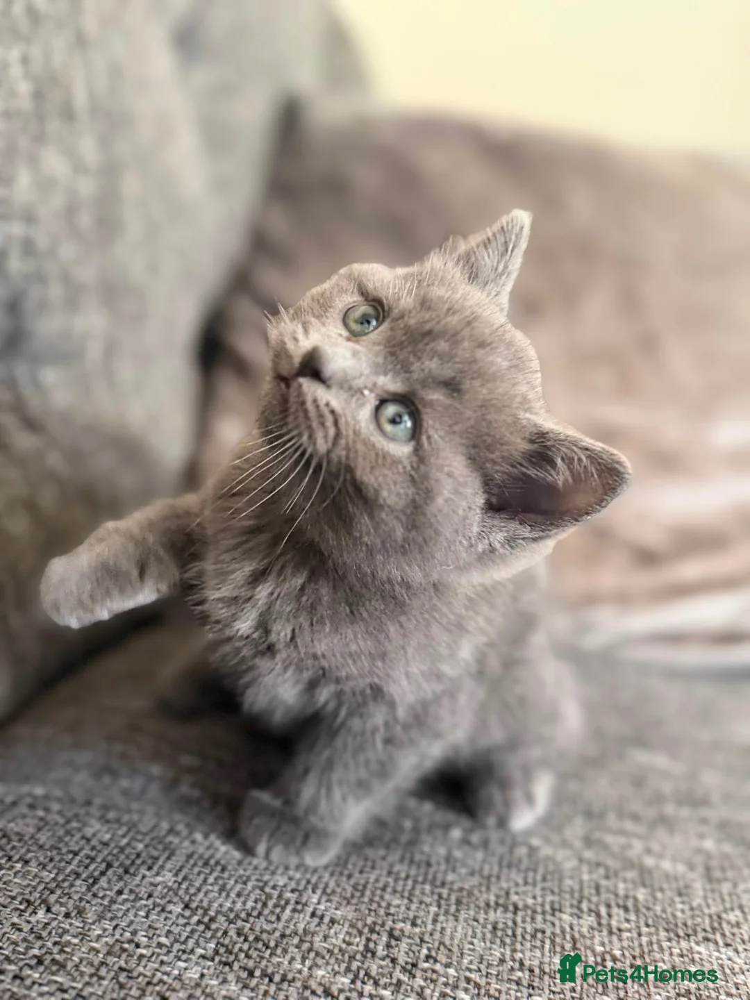 British Shorthair cats for sale: Stunning blue BSH X kittens! Two boys! in Halifax - Advert 1