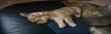 Yorkshire Terrier Puppy 1
