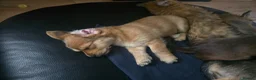 Yorkshire Terrier dogs for sale: Ready Now! Yorkshire Terrier Puppies 2 boys  - Advert 15