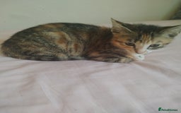 Mixed Breed cats for sale: 10 weeks old female kittem - Image 1