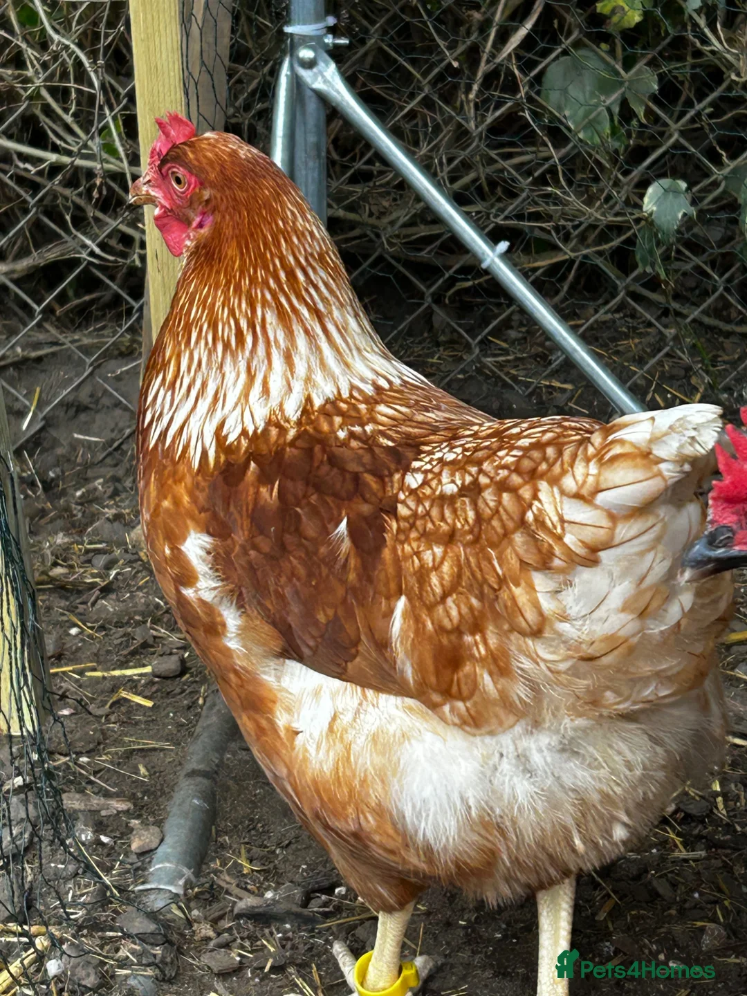 Chickens poultry for sale: 8 grower chickens for sale  - Advert 3