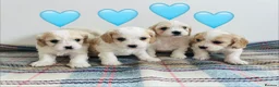 Cavachon dogs for sale: Cavachon puppies - Advert 2