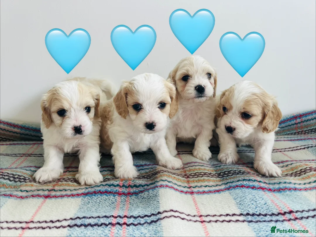 Cavachon dogs for sale: Cavachon puppies - Advert 2