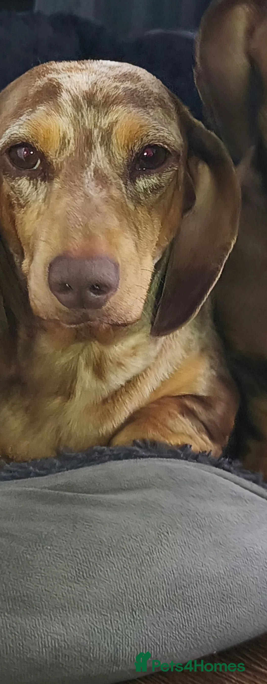 Miniature Dachshund dogs for sale: Looking to re-home lovely lucy - Advert 1