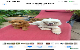 Toy Poodle dogs for sale: Red toy poodle puppies - Image 1