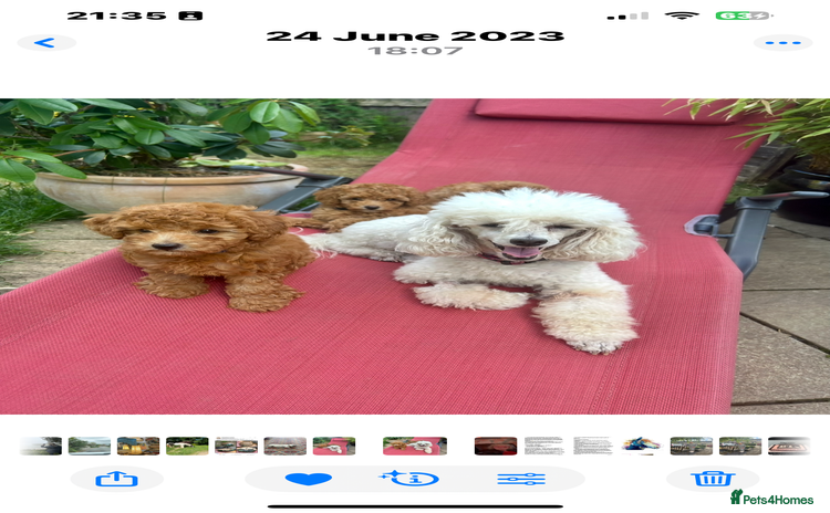 Toy Poodle dogs - Advert 1