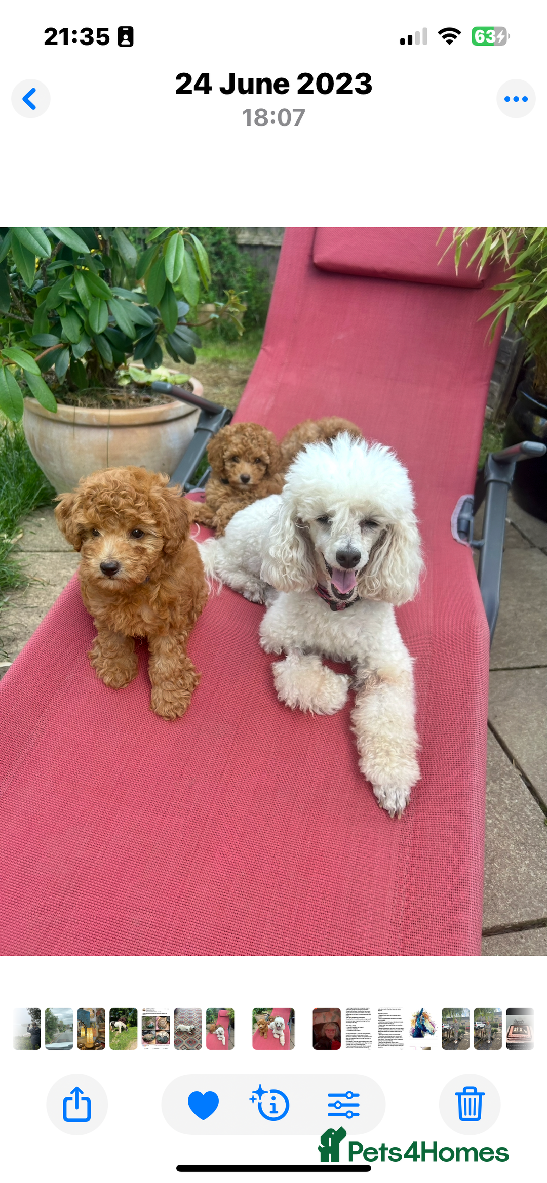 Toy Poodle dogs for sale: Red toy poodle puppies - Image 1