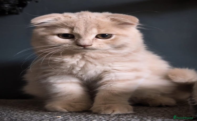 Scottish Fold cats - Advert 7
