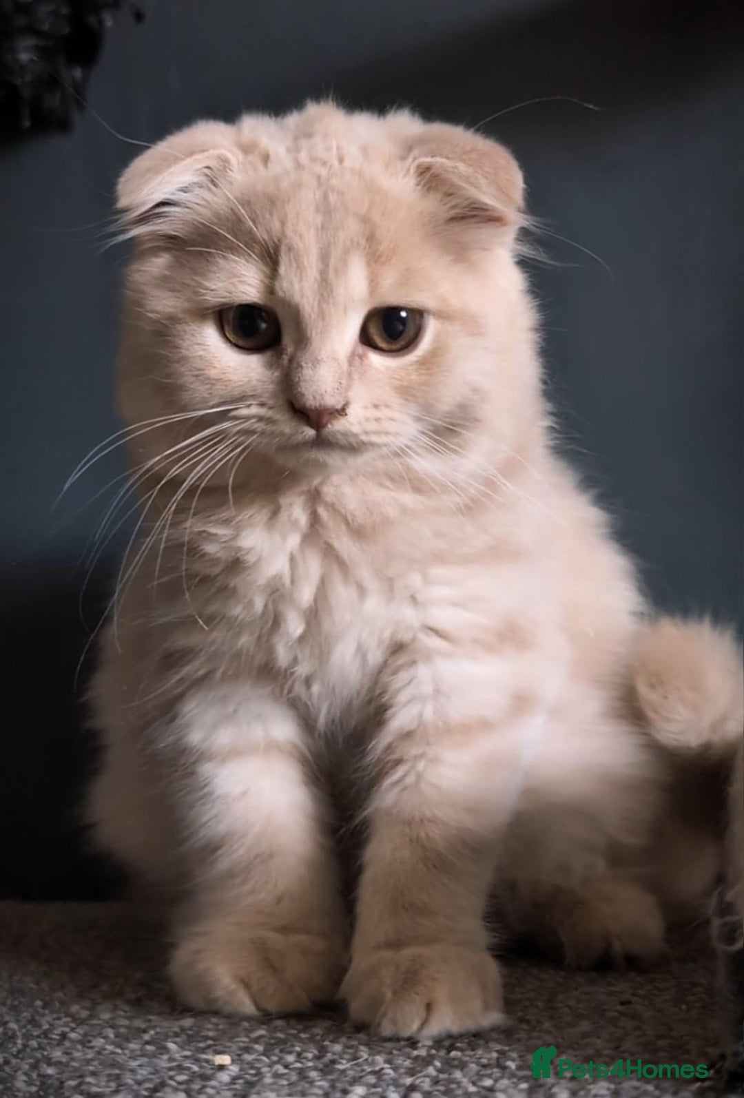 Scottish Fold cats for sale: 💙FAWN TICA active for BREEDING 🩵 Scottish Fold❣️ - Image 3