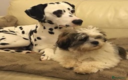 Lhasa Apso dogs for sale: 3rd generation Lhasa poo puppies  - Image 10