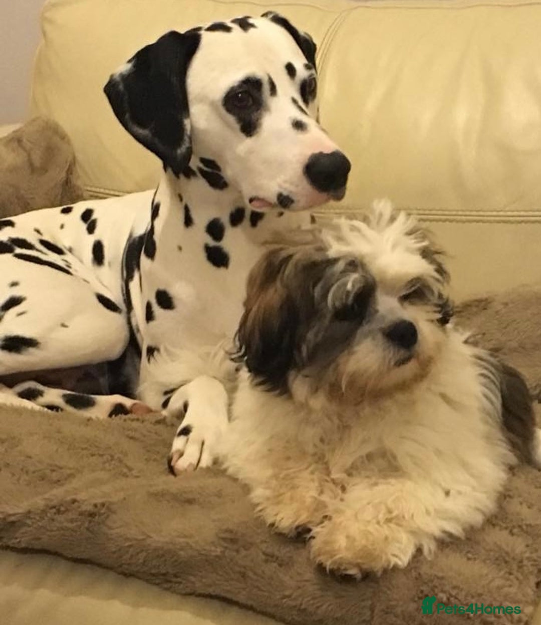 Lhasa Apso dogs for sale: 3rd generation Lhasa poo puppies  - Image 10