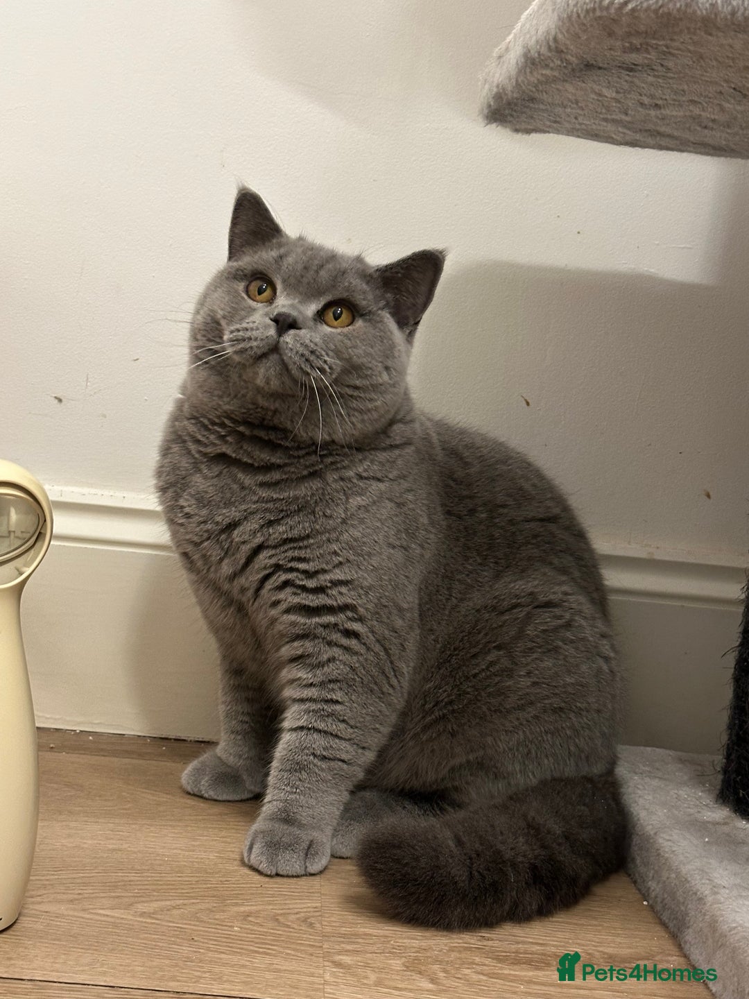 British Shorthair cats for sale: Excellent Champion line  - Advert 14