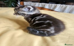 Toybob cats for sale: Bengal / Ragdoll  - Image 2