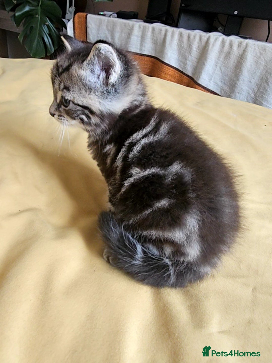 Toybob cats for sale: Bengal / Ragdoll  - Image 2