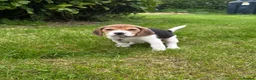 Beagle dogs for sale: Quality Foot Beagle Puppies - Advert 21