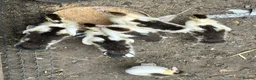 Ducks poultry for sale: Muscovy ducklings  - Advert 4