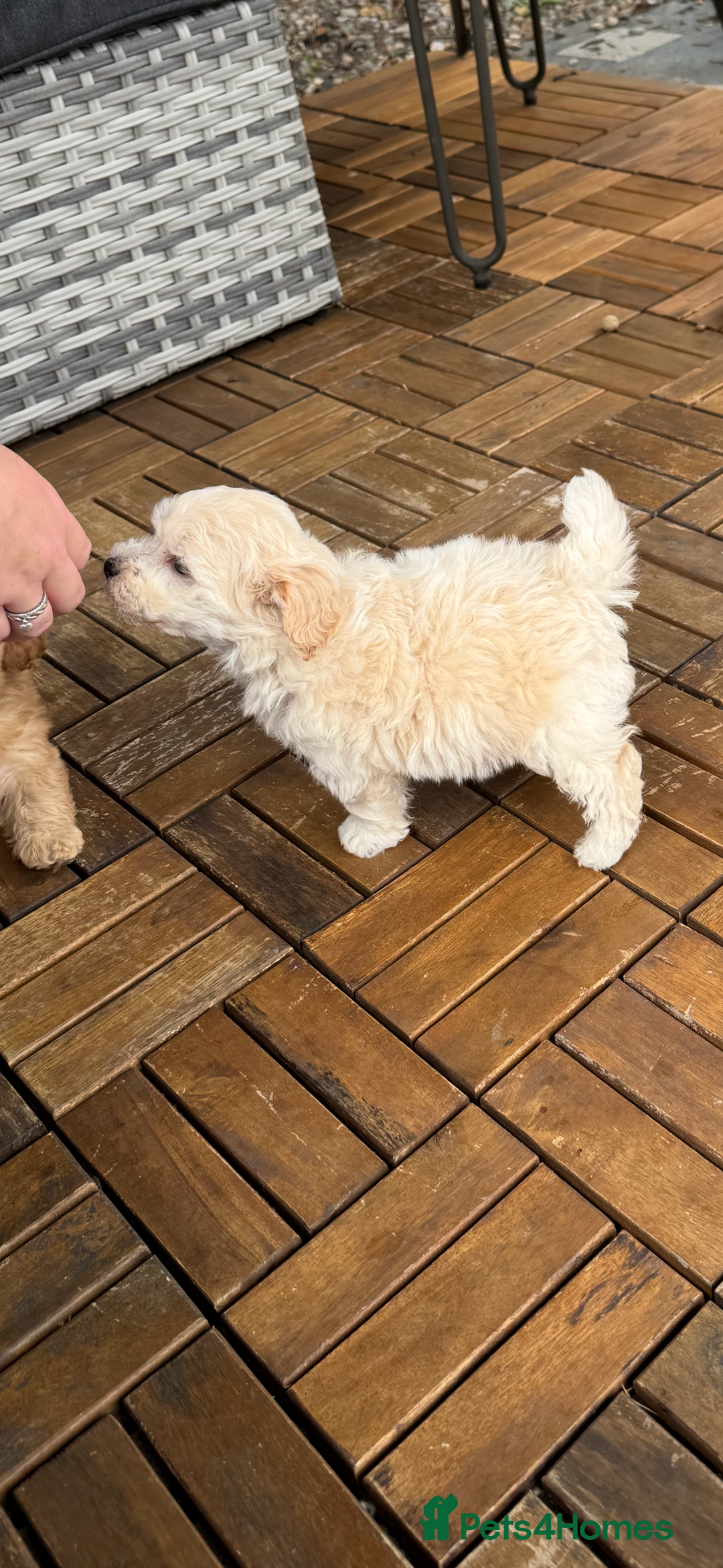 Maltipoo dogs for sale: Tiny Teddy bear maltipoo puppy - Image 6