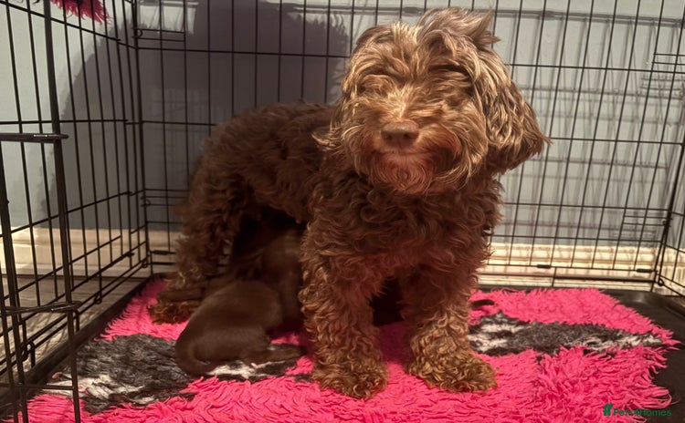 Mixed Breed dogs - Advert 2