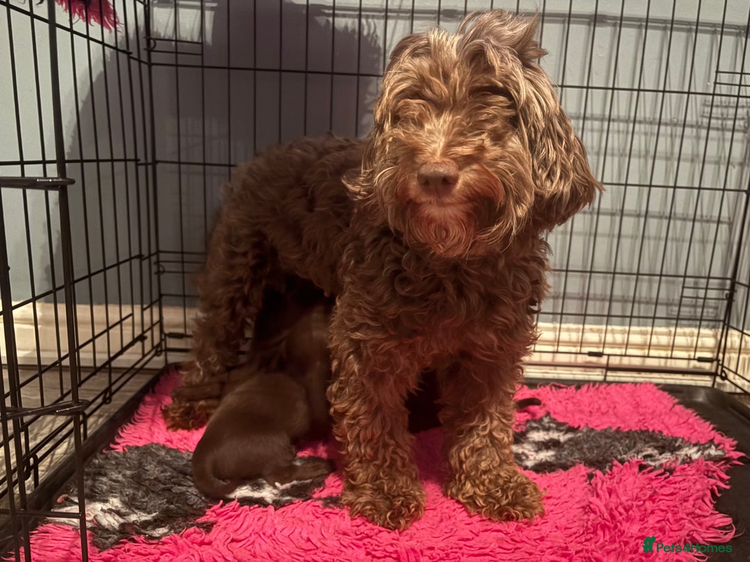 Mixed Breed dogs for sale: Two breed collide and these pups are beautiful  - Image 1