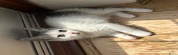British Shorthair cats for sale: Stunning fluffy kittens ready for you loving home - Advert 15