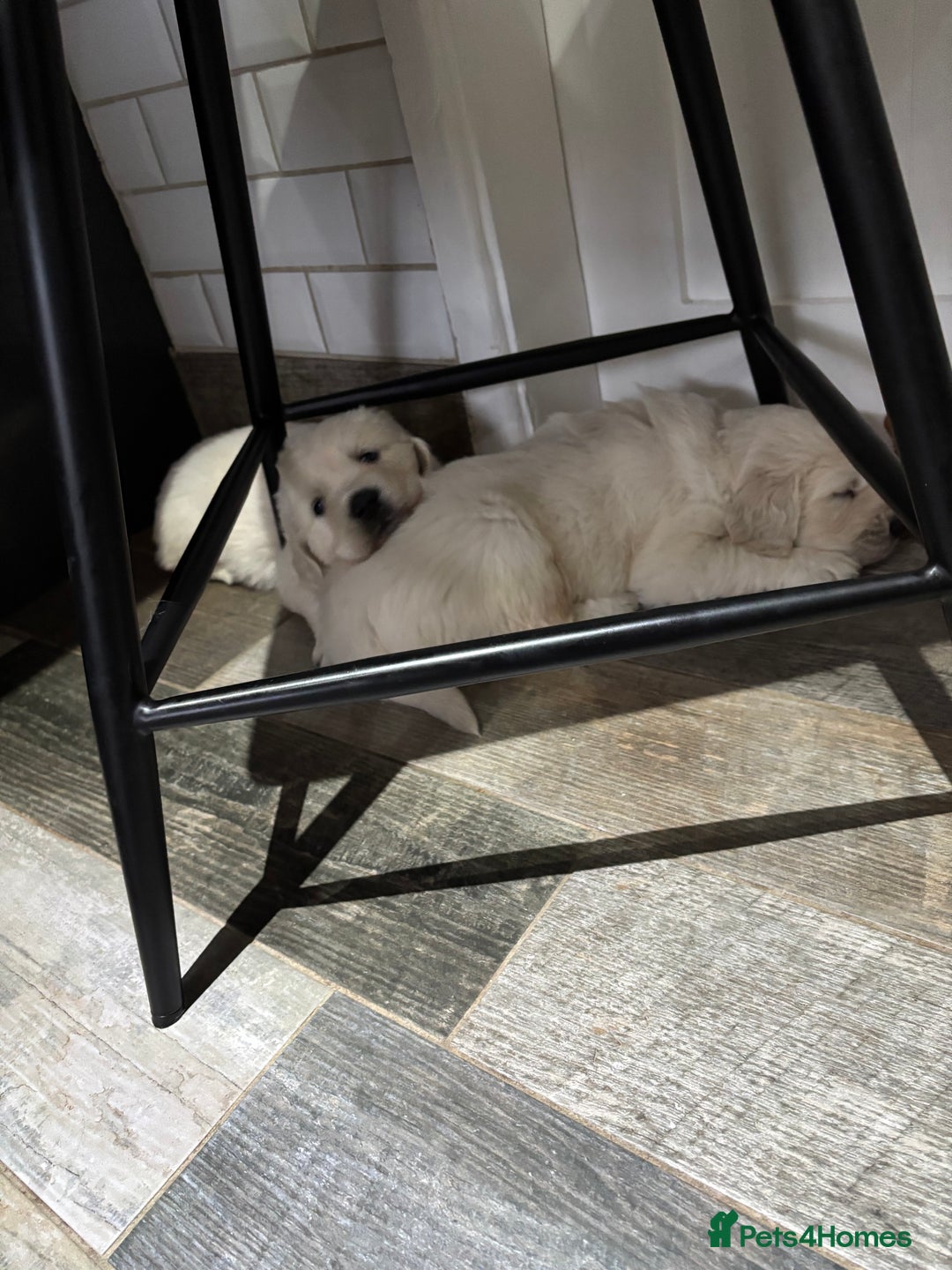 Golden Retriever dogs for sale: Gorgeous KC Reg Golden Retriever Puupies - Image 8