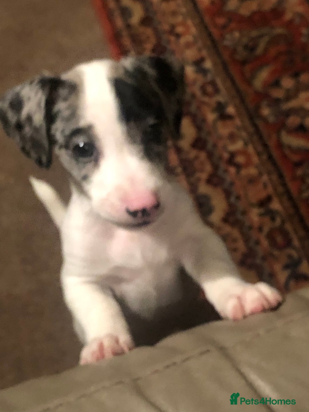 Jack Russell dogs for sale: Beautiful jack Russell puppies  - Advert 15