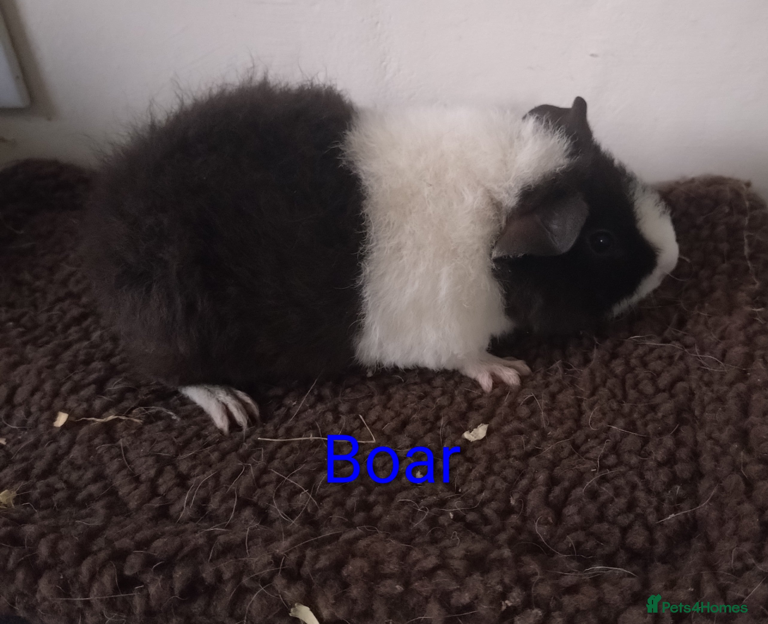 Guinea Pig rodents Guinea pigs  - Advert 1