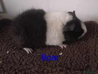 Guinea Pig rodents Guinea pigs - Advert 1