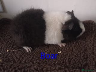 Guinea Pig rodents Guinea pigs - Advert 14