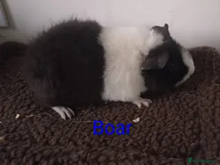 Guinea Pig rodents Guinea pigs - Advert 13