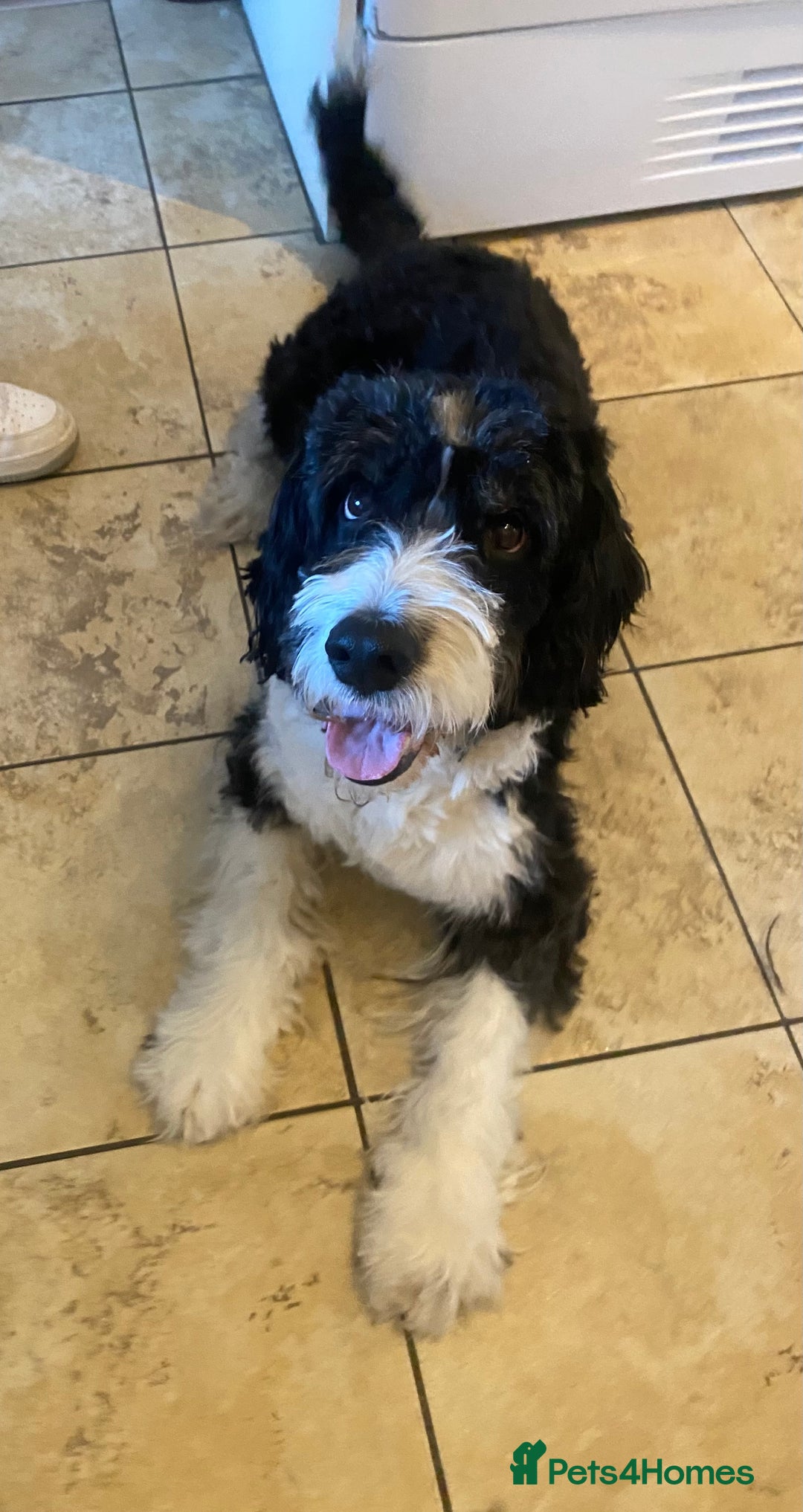 Mixed Breed dogs for sale: Eddie - Image 1