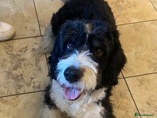 Mixed Breed dogs - Advert 1