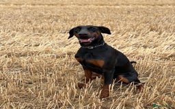 Dobermann dogs for sale: Desperate for her forever home! - Image 2