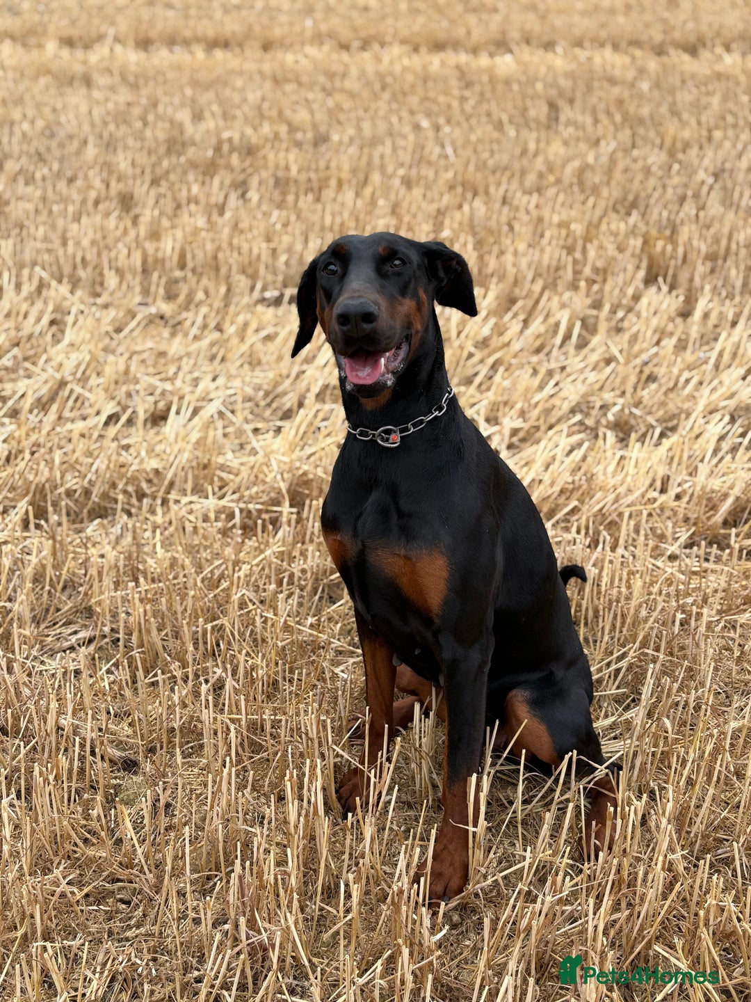 Dobermann dogs for sale: Desperate for her forever home! - Image 2