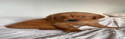 Golden Retriever dogs for sale: 8 gorgeous Golden Retriever puppies  - Advert 2