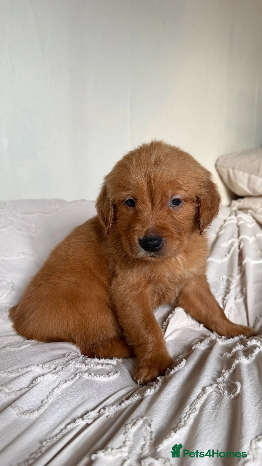 Golden Retriever dogs for sale: 8 gorgeous Golden Retriever puppies  - Advert 2