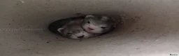 Ferret rodents for sale: Baby ferrets ***NOW RESERVED*** - Advert 3