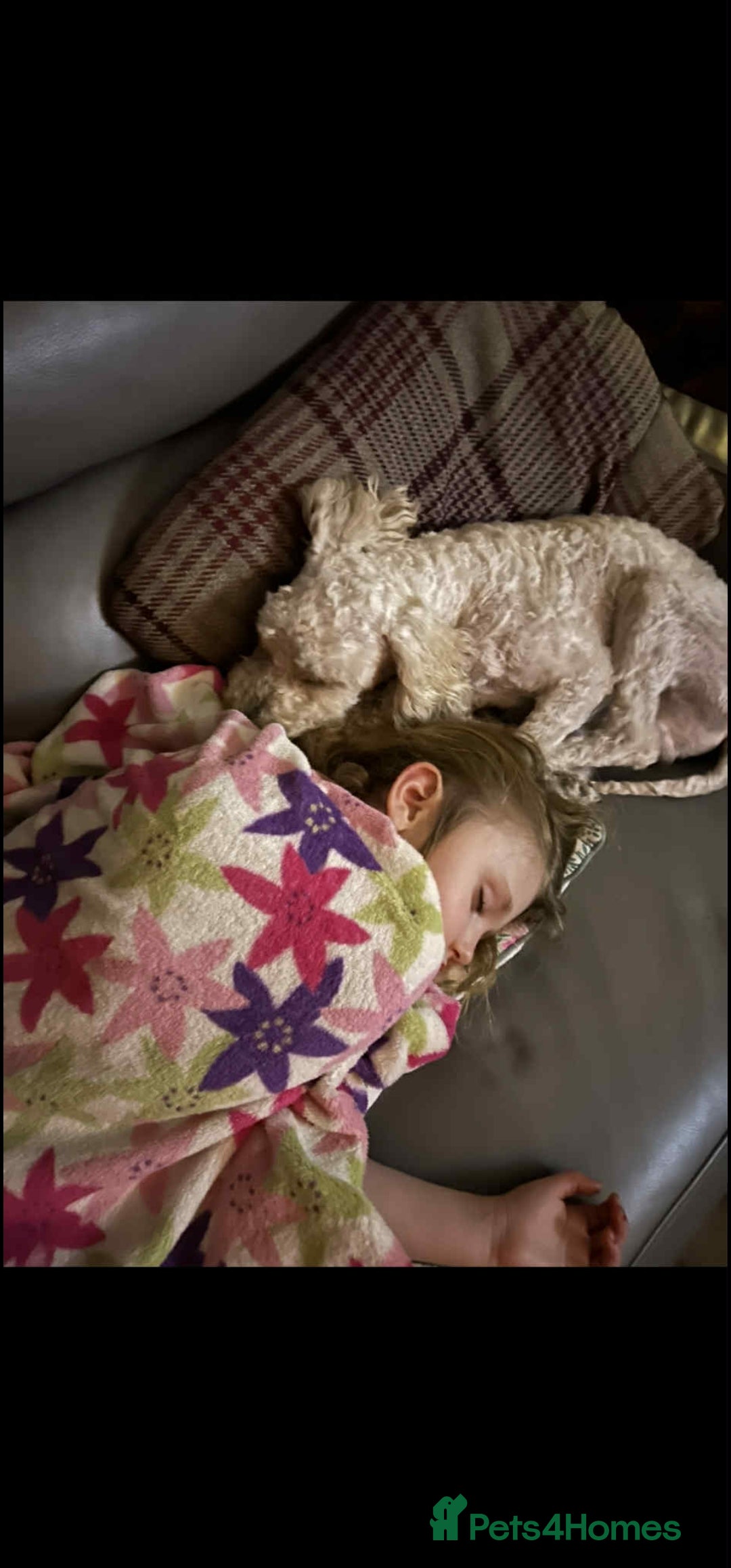 Cockapoo dogs for sale: MALE COCKAPOO - Advert 5