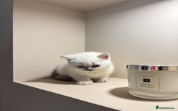 British Shorthair cats for sale: British Shorthair Kittens - Image 2