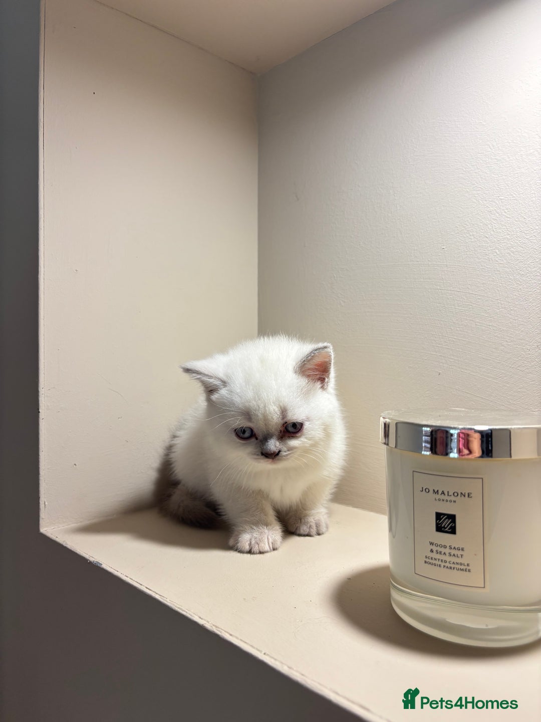 British Shorthair cats for sale: British Shorthair Kittens - Image 2