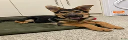 German Shepherd dogs for sale: German shepherd  - Advert 3